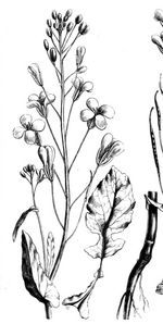 Pflanze, Zeichnung*
