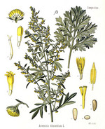 Pflanze, Zeichnung *
