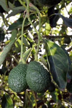 Pflanze, Foto (Hass)*
