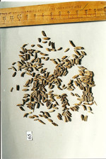 F. amari fructus, Foto****
