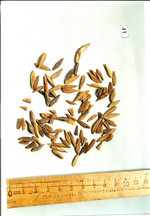 S. kombé semen, Foto***